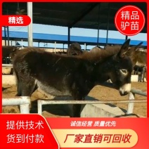 活驴三个月驴苗包成活价格便宜急售2600头可回收