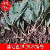 毛慈菇苗，免费提供技术，包回收，包回收一件代发
