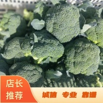 甘肃西兰花定西西兰花新鲜直采西兰花露天种植