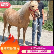 乘骑马俱乐部用景区专用马产地直发自己养殖一手货源