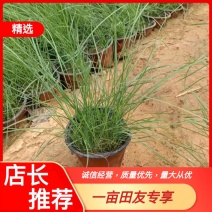 【物优价廉】山东粉黛乱子草基地直销大量有货，量大从优