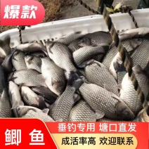 鲫鱼垂钓专用，塘口直发，质量保证，价格优惠，成活率好