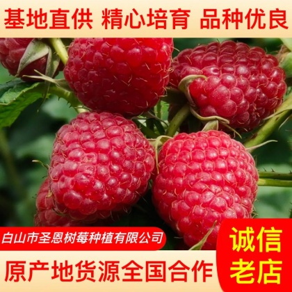 树莓苗价格行情_今日树莓苗价格多少钱一斤 _ 一亩田