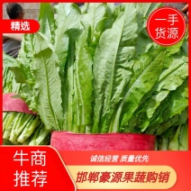油麦菜油麦菜上市中，品质好，价格优，供应全国各地客商老板