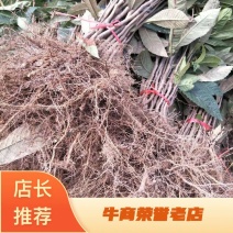 籽播枇杷苗枇杷实生苗枇杷树苗