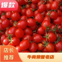 衡水市阜城县圣女果既将大量上市！大棚种植质量好！口感好！