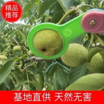 核桃，主营青皮，薄皮核桃，货源充足，欢迎新老客户