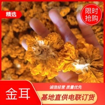 2020新货椴木金耳特级商品各种等级有货