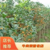 金桂花树苗50~80cm