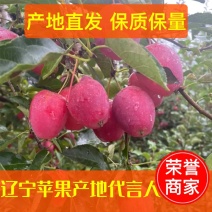 精品鸡心果大量上市西丰双榆基地发货视频看货批发