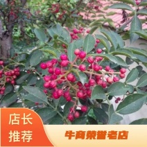 花椒苗，基地直供现挖现卖，死苗补发，诚信经营合作共赢。