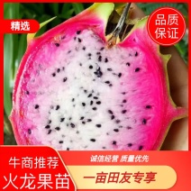 双色龙火龙果苗火龙果苗种不活包退换包邮，价格实惠