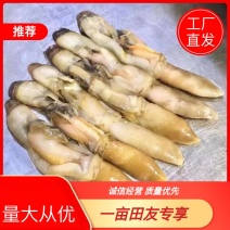 蛏肉，量大从优，欢迎采购一件代发，捞汁食材