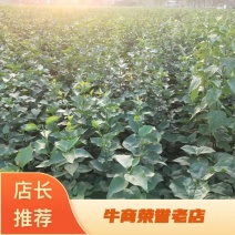 【包邮】小叶丁播种苗四季丁香苗木产地直供物美价廉