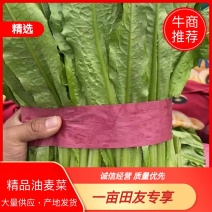 【推荐】油麦菜河北优质油麦菜大量上市中代办基地直供质优价廉