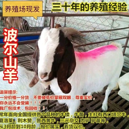 陕西波尔山羊价格行情走势 - 一亩田