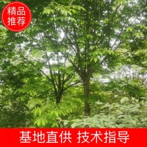 精品七叶树，绿化，行道树专用，基地大量直销。