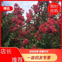 紫薇树，1到15公分，规格齐全！大量低价出售！！！！