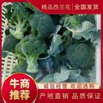 河北邯郸精品西兰花，大量上市中，量大质优