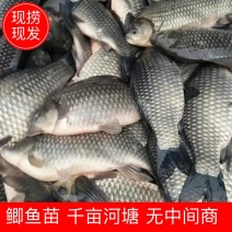鲫鱼苗千亩河塘产地直发物超所值欢迎选购