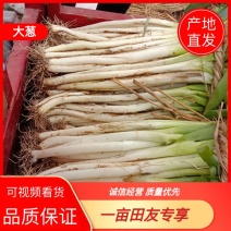 【大葱】长白大葱唐河黄葱产地现挖现发粗细达标欢迎咨询