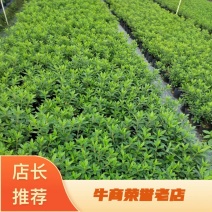 【推荐】精品春鹃产地发货大量供应品质好欢迎合作