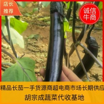 大量供应温室765长茄，大龙茄子，货源充足，量大价优