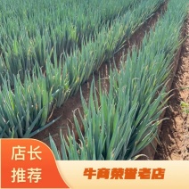 【精品】大葱铁杆大葱有需要的联系欢迎各地客商咨询