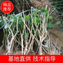 【爆品】包邮2年茉莉花苗春季半成品白色双瓣园林绿化工程苗