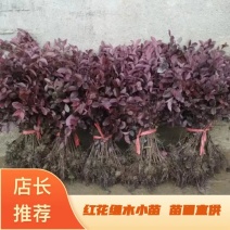 【自产自销】红花继木苗绿化工程红花继木小苗