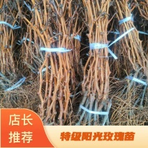 阳光玫瑰葡萄苗特级阳光玫瑰葡萄苗纯度包证