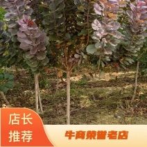 红栌美国红栌1-----8公分各种规格大小苗基地一手货