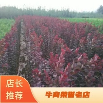 红栌，美国红栌，紫叶美国红栌，专业培育，自产自销一手货源