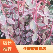 【精品】冬红卫矛冬天变红不落叶的卫矛山东基地直供