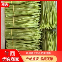 云南基地精品芦蒿，一手货源，货源充足质量保证，全国发货。