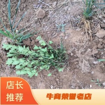 大叶黄杨绿篱，大量供应，各种规格，欢迎新老客户前来选购下单