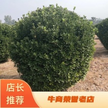【牛商推荐】大叶黄杨球，产地货源，质量保证，欢迎来电咨询