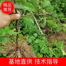牛尾菜种苗牛尾蕨鞭干蕨药食同源植物供技术收产品