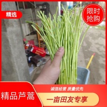 芦蒿黎蒿当季新鲜芦蒿产地一手货源整车发货