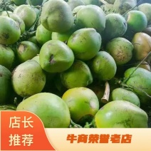 【椰子】海南椰子原产地货源充足保证质量，现摘现装整车发货
