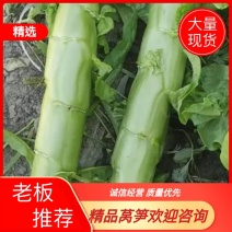 四川三青皮莴笋，大量现货，欢迎老板现场看货咨询
