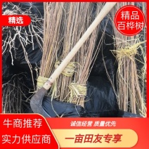 基地自产直销，白桦苗，桦树苗，东北地区耐寒品种长势易成活