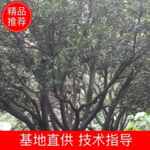 杨梅树15～30都有，签订合同，提供技术指导