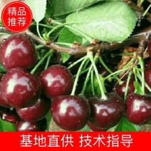 大樱桃苗两年苗免费提供技术指导