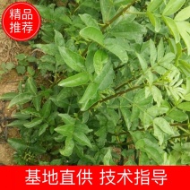 【推荐】花椒苗有嫁接无刺红椒，无刺青椒，一年挂果