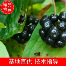 牛尾菜种子牛尾蕨鞭干菜鞭干蕨龙須菜龙须蕨种子