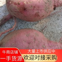 红薯、红薯粉、红薯粉丝【无添加】【自产自销】