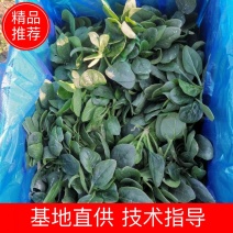 徐州黑叶小圆菠菜，10cm—12cm南京，上海，无锡，
