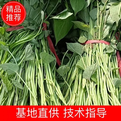 红薯苗价格行情