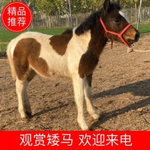矮马，骑乘小矮马观赏矮马德保矮马设特兰